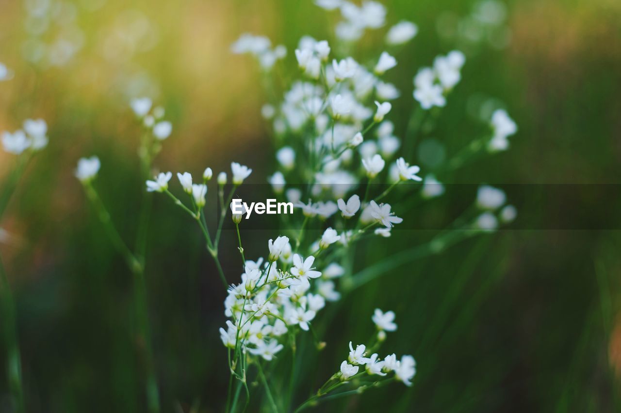 Close-up of white flowering plant
