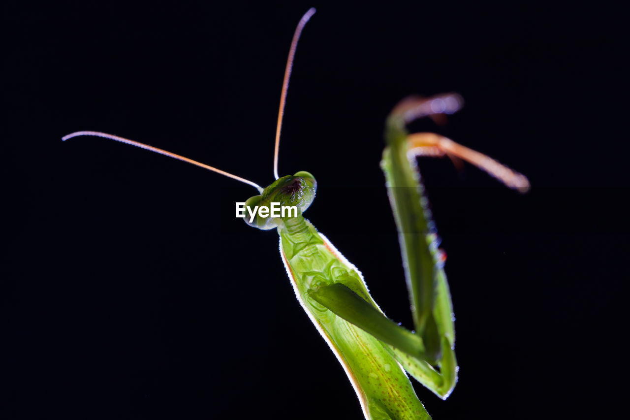 Close-up of insect against black background