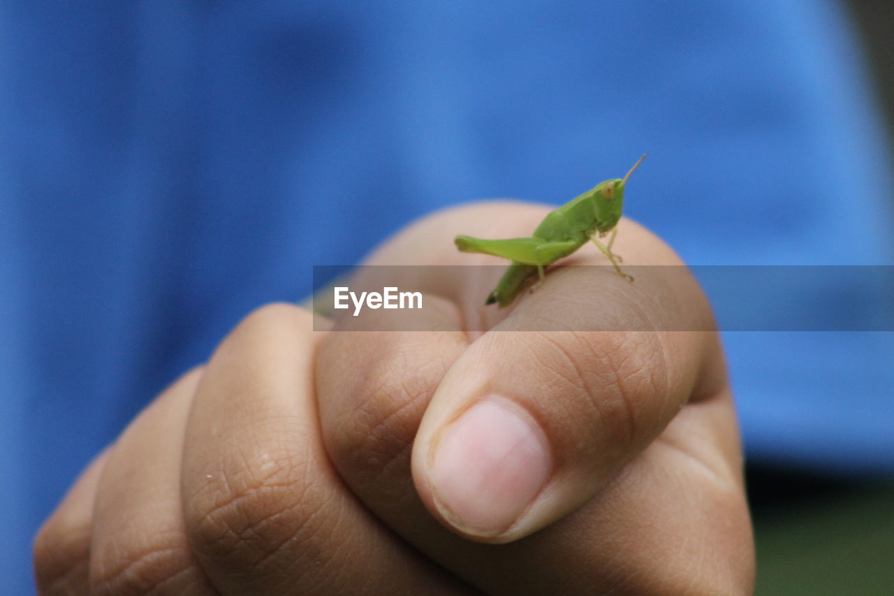 Close-up of hand holding small leaf