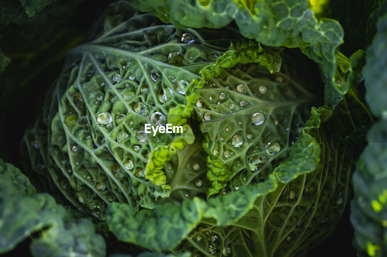 Close-up of raindrops on cabbage leaves