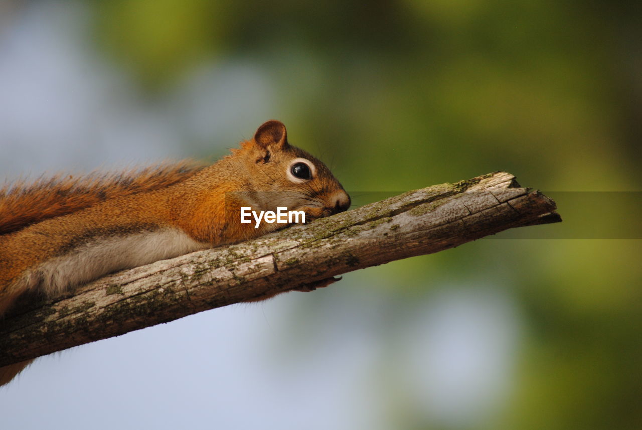 Squirrel on a tree