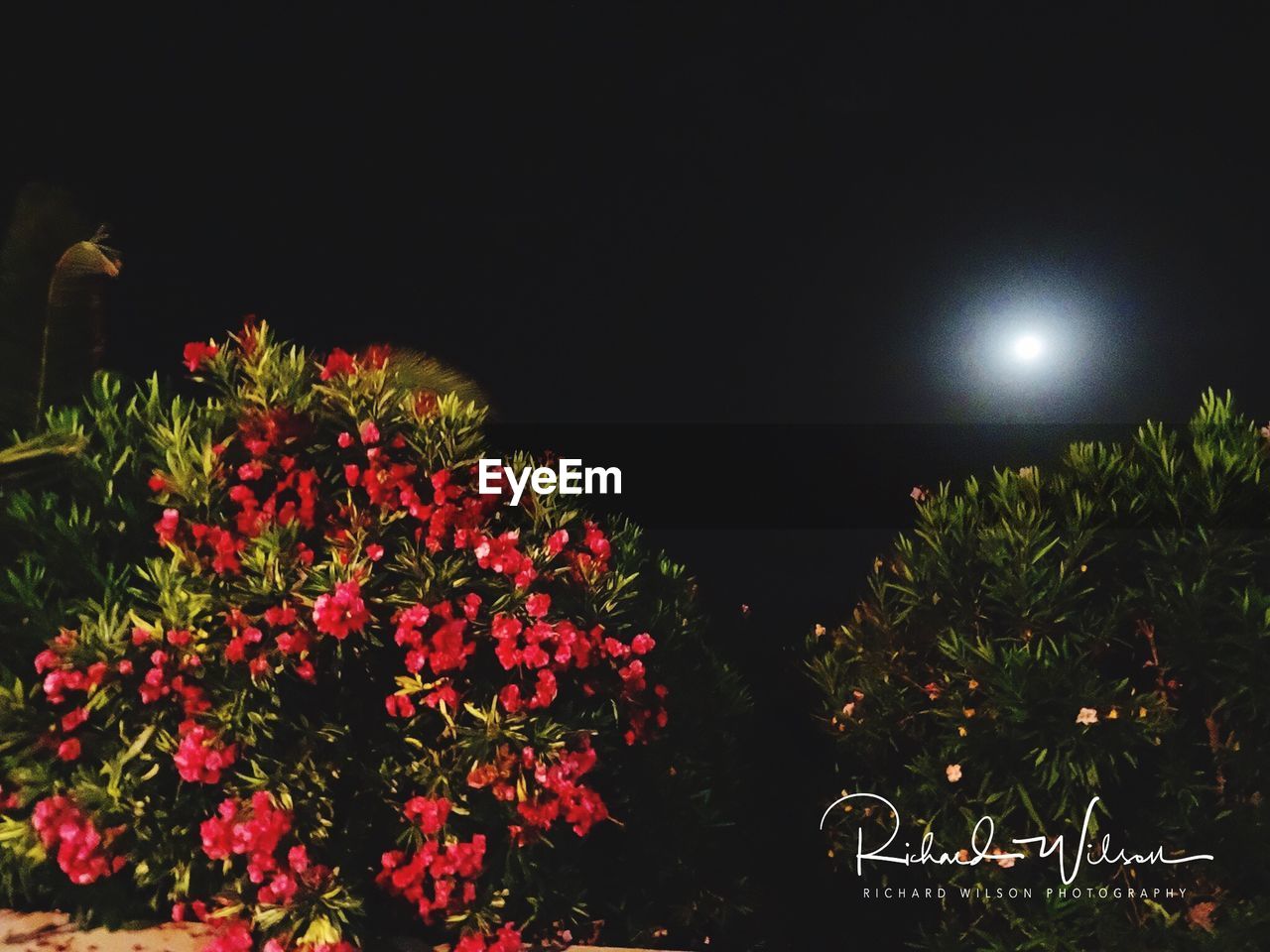 CLOSE-UP OF FLOWERS AGAINST MOON