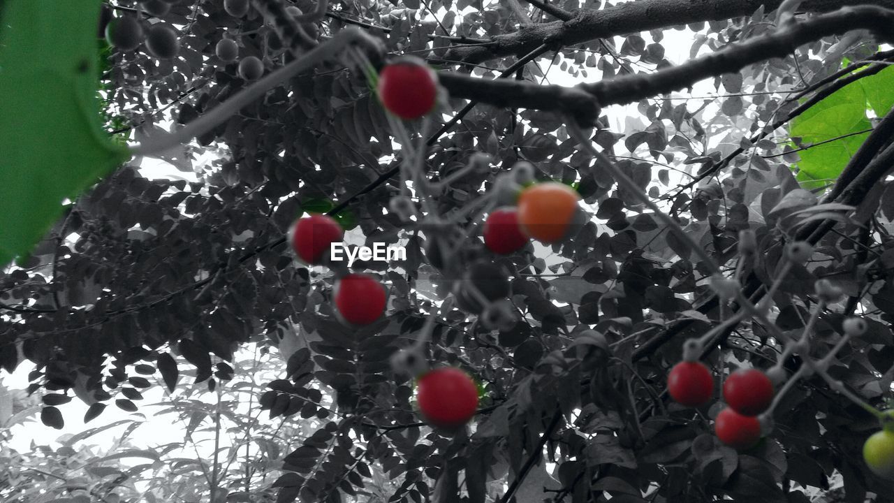 CLOSE-UP OF CHERRIES ON TREE BRANCH