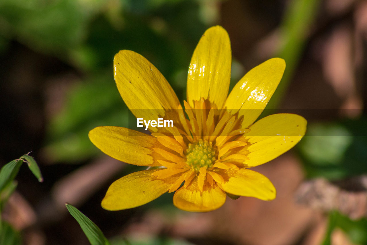 Close-up of yellow flowering plant