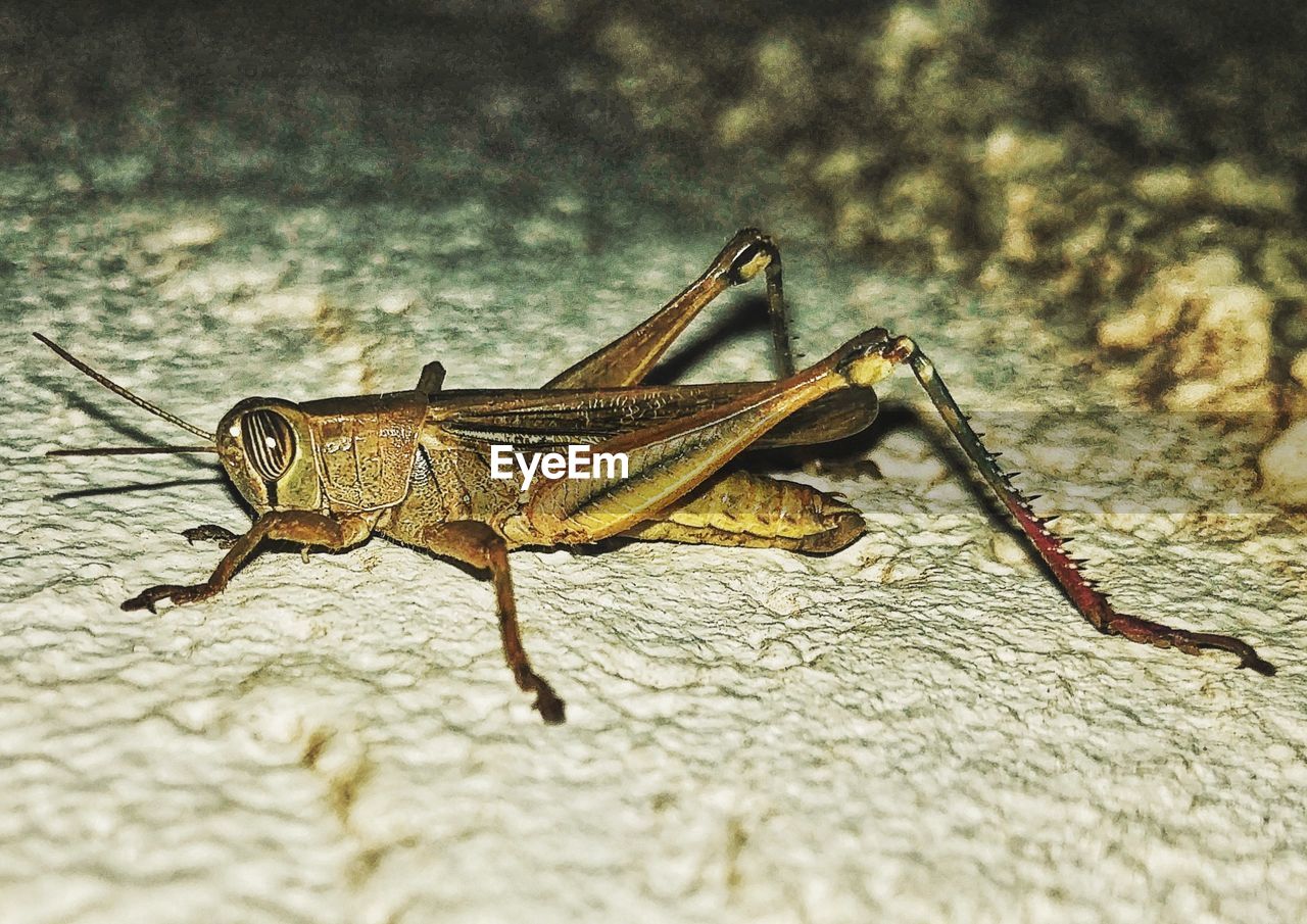 MACRO SHOT OF INSECT ON A WALL