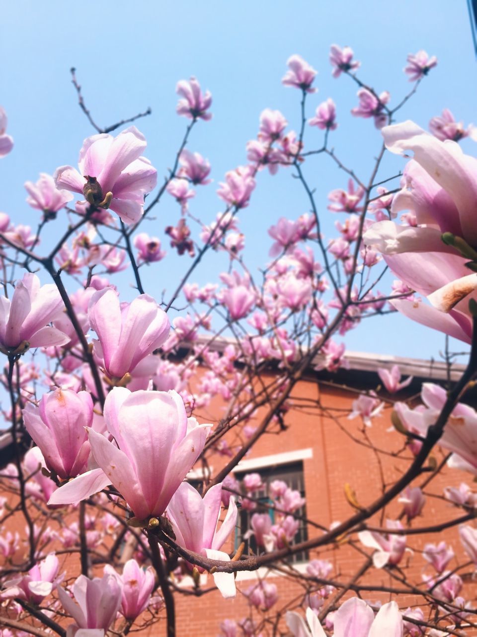 Close-up of fresh magnolia flowers blooming against sky