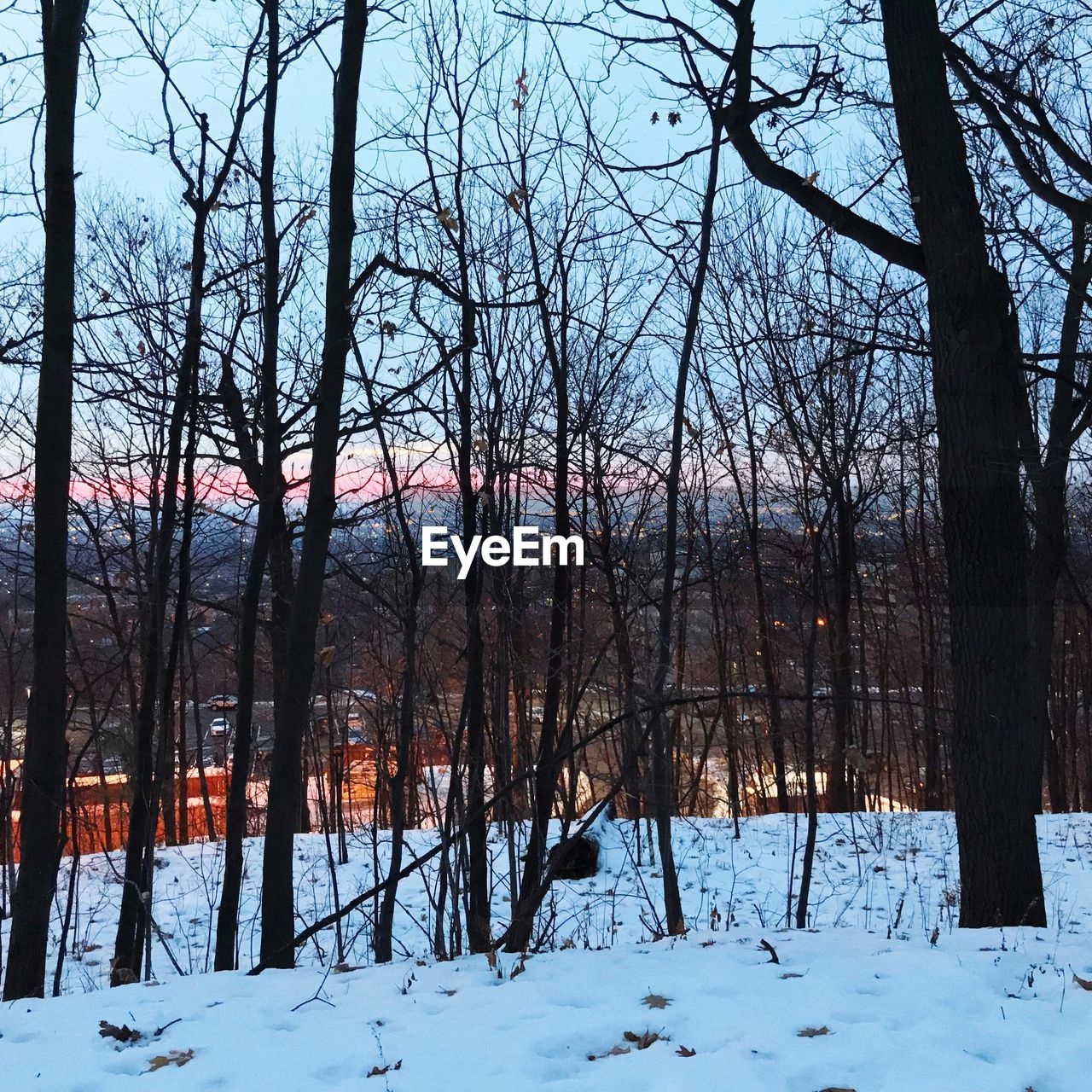 BARE TREES ON SNOW COVERED FIELD IN FOREST