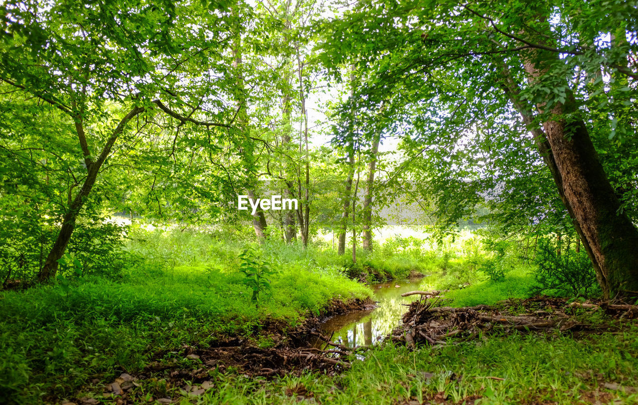 Trees and plants in forest