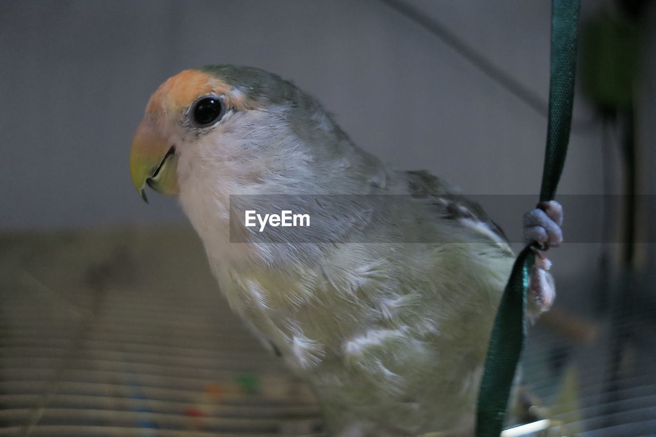 Close-up of bird perching outdoors