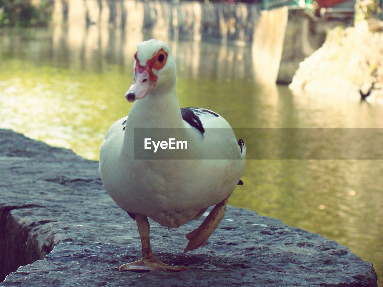 Close-up of duck walking lakeshore