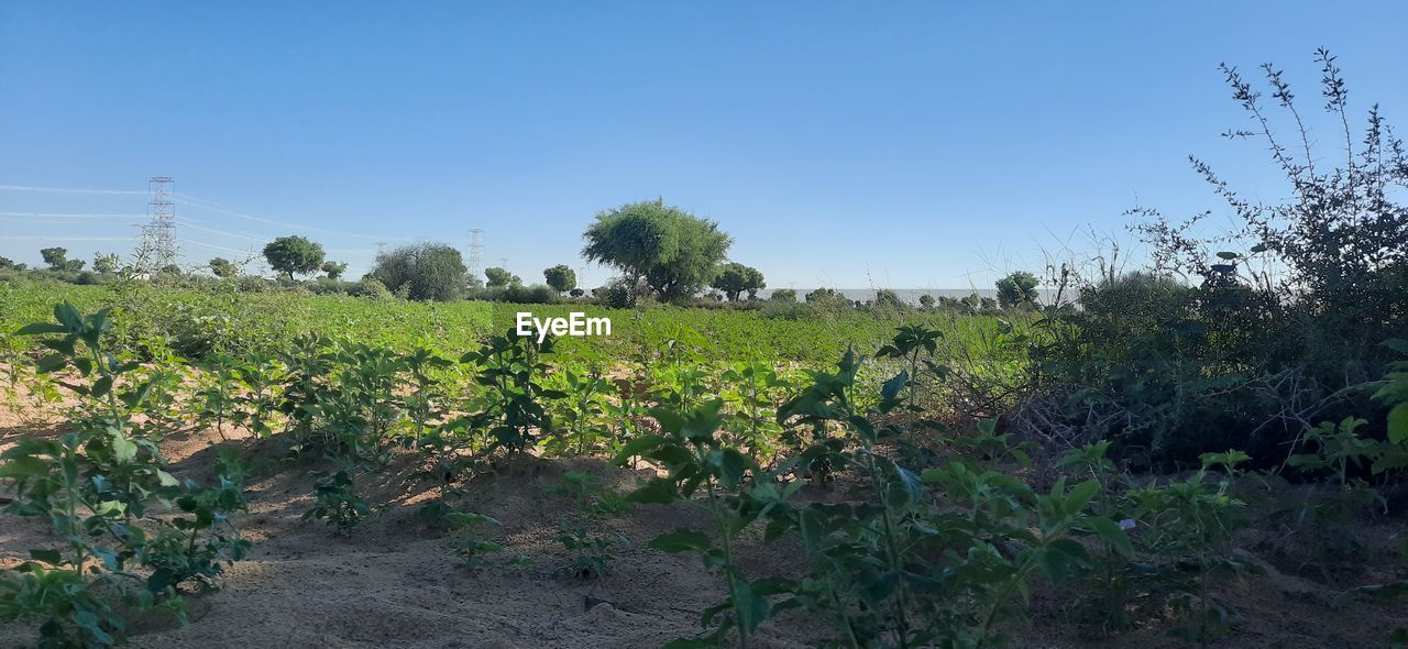 PLANTS GROWING ON FIELD