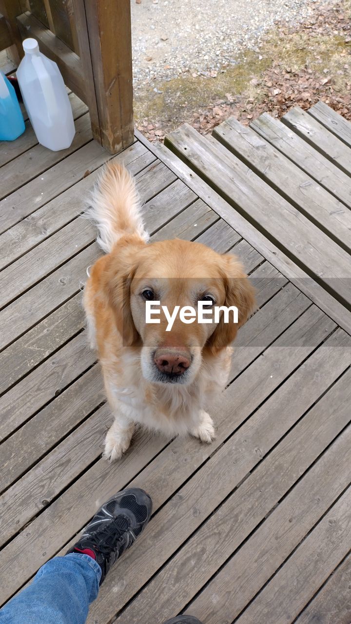 one animal, mammal, pet, animal themes, domestic animals, canine, dog, animal, wood, puppy, high angle view, golden retriever, boardwalk, day, relaxation, no people, outdoors, footpath