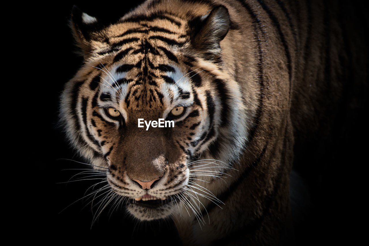 Head of tiger with view into camera