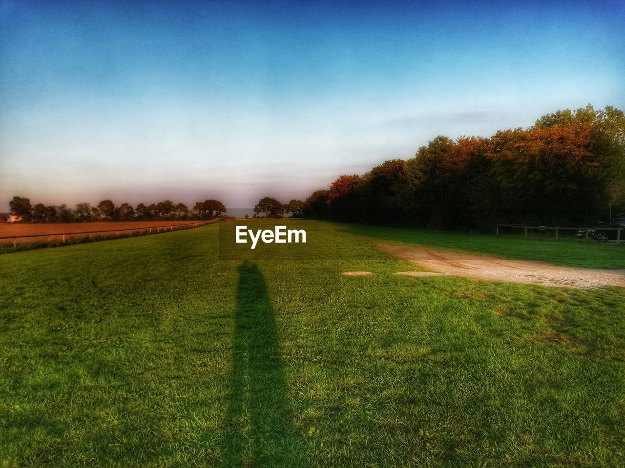 TREES ON FIELD AGAINST SKY