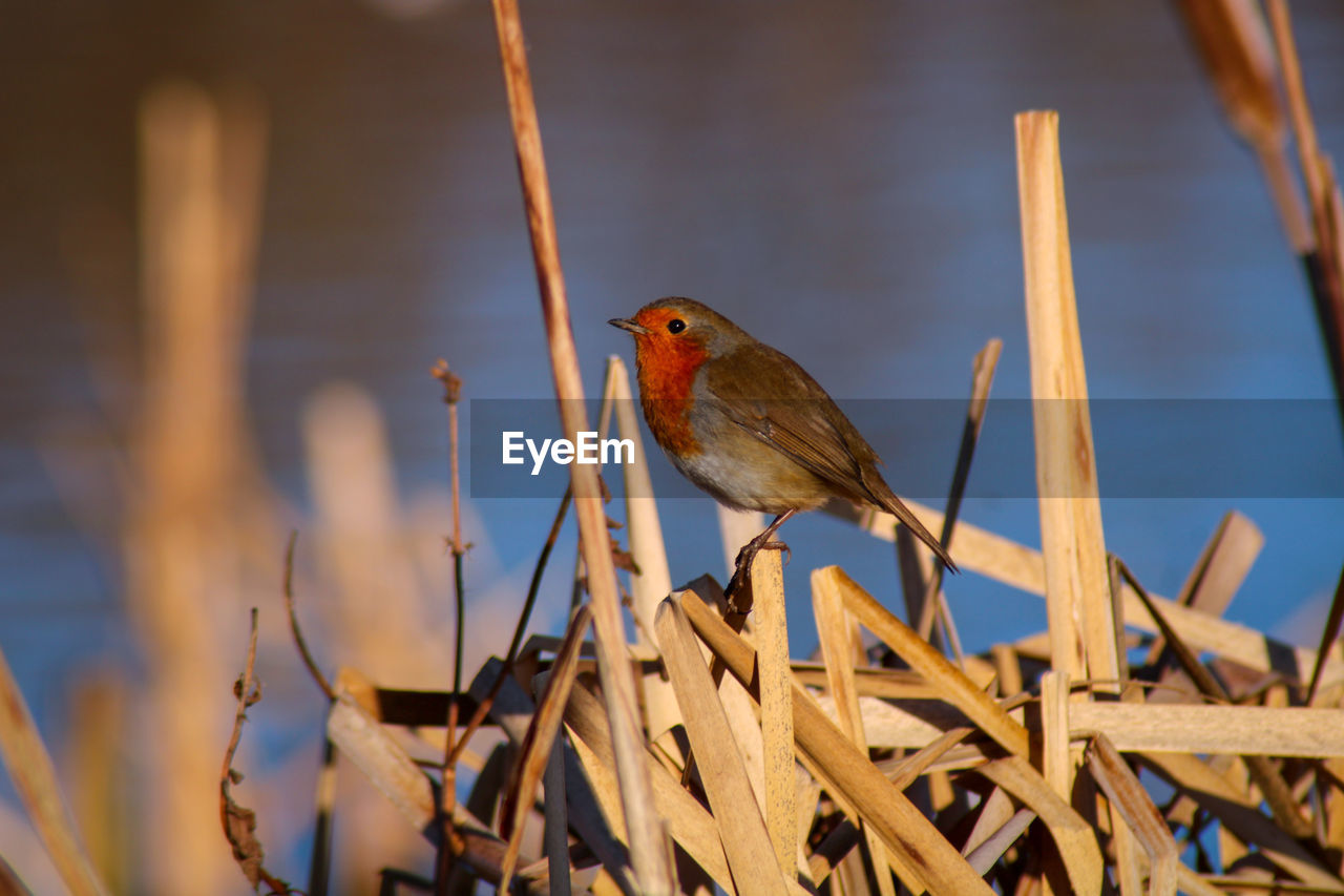 Close-up of robin perching on reed's 
