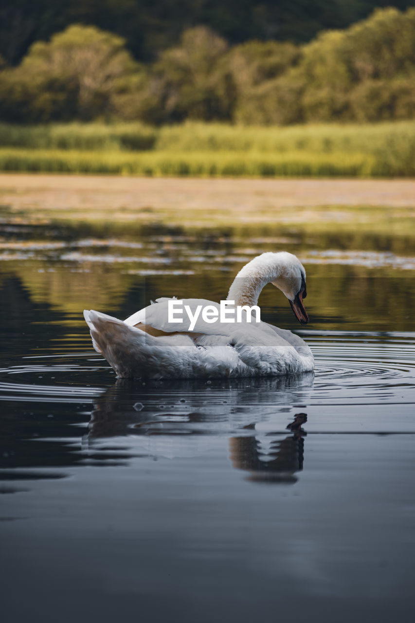 SWAN FLOATING IN LAKE