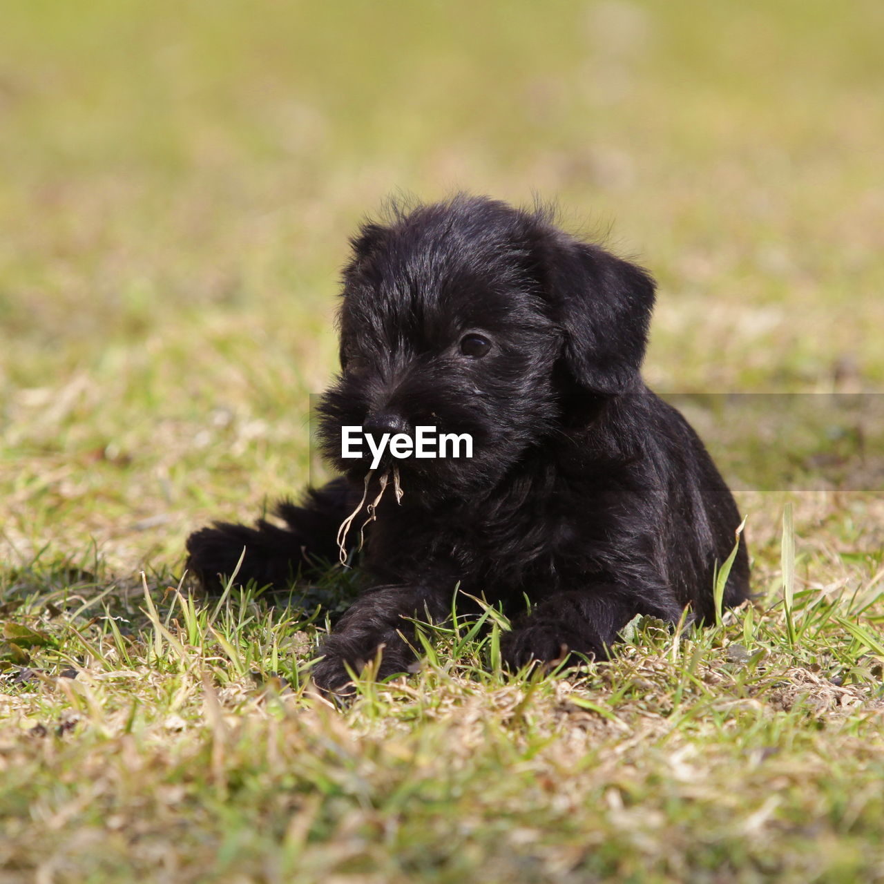 Puppy relaxing on grassy field