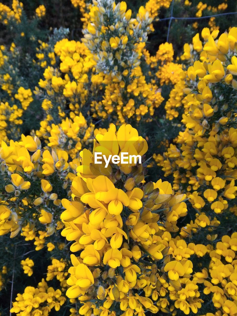 yellow, flower, flowering plant, plant, beauty in nature, freshness, growth, fragility, nature, flower head, no people, day, inflorescence, petal, full frame, close-up, abundance, outdoors, backgrounds, sunlight, leaf, springtime, high angle view, blossom, land, wildflower, field, botany, tranquility, vibrant color