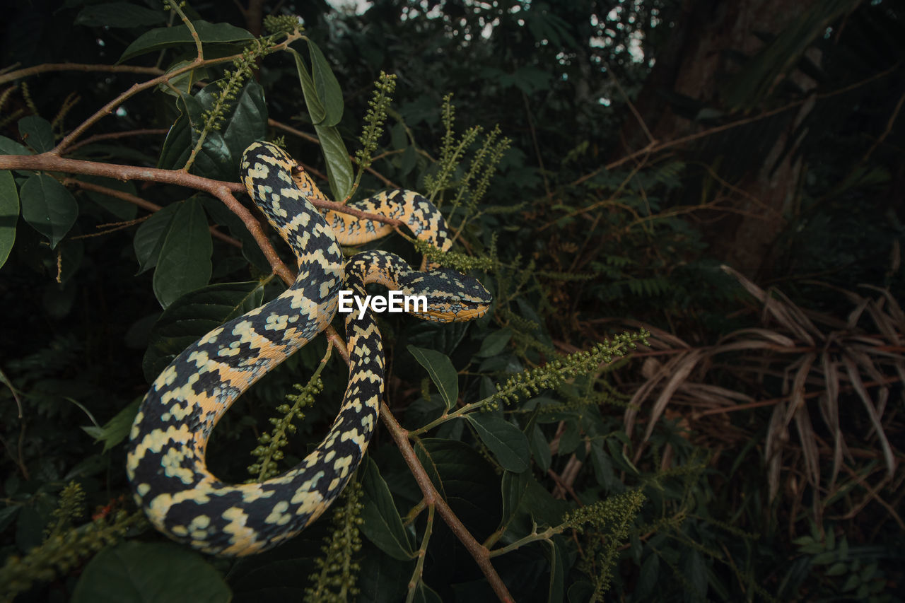 Tree viper snake