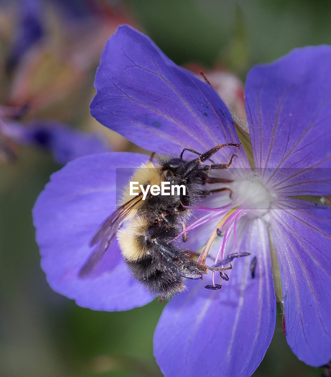CLOSE-UP OF BUMBLEBEE ON PURPLE FLOWER