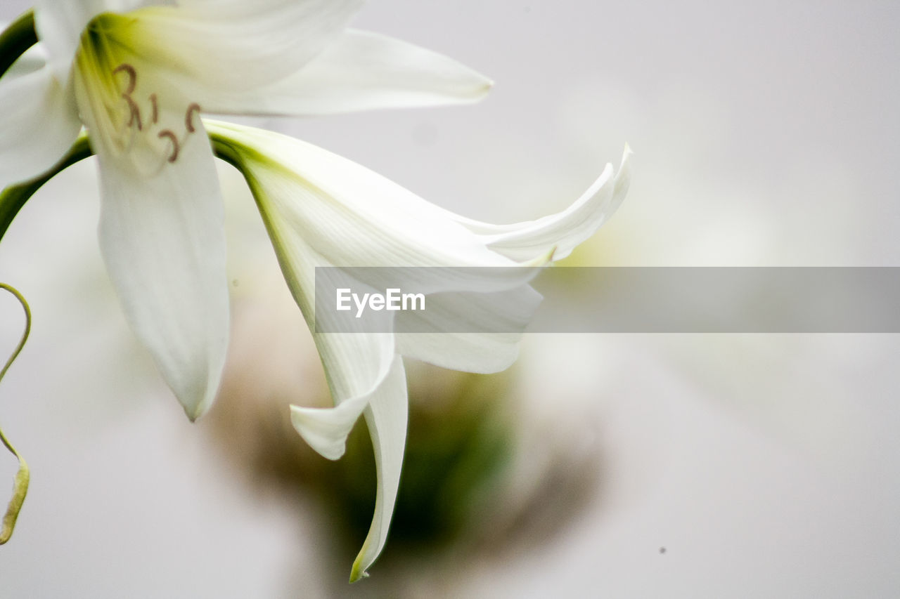 CLOSE-UP OF WHITE FLOWERS BLOOMING OUTDOORS