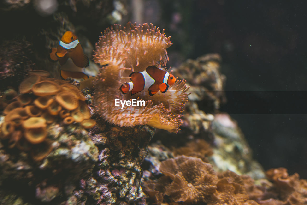 Clown fish by coral swimming in sea