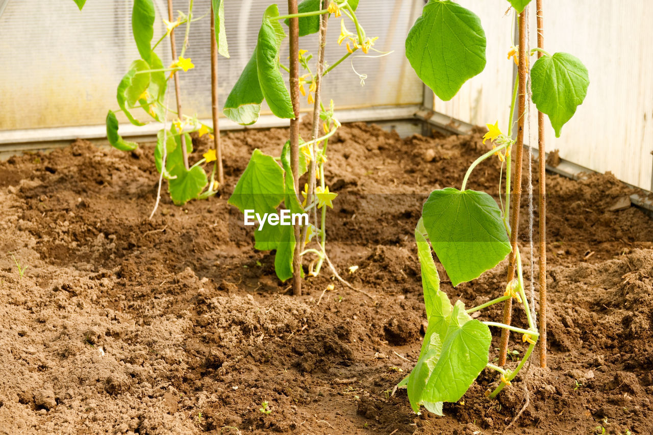 PLANTS GROWING IN A GARDEN