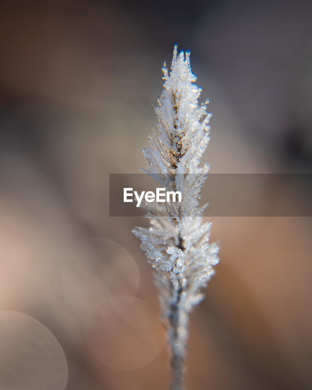 Close-up of frozen plant