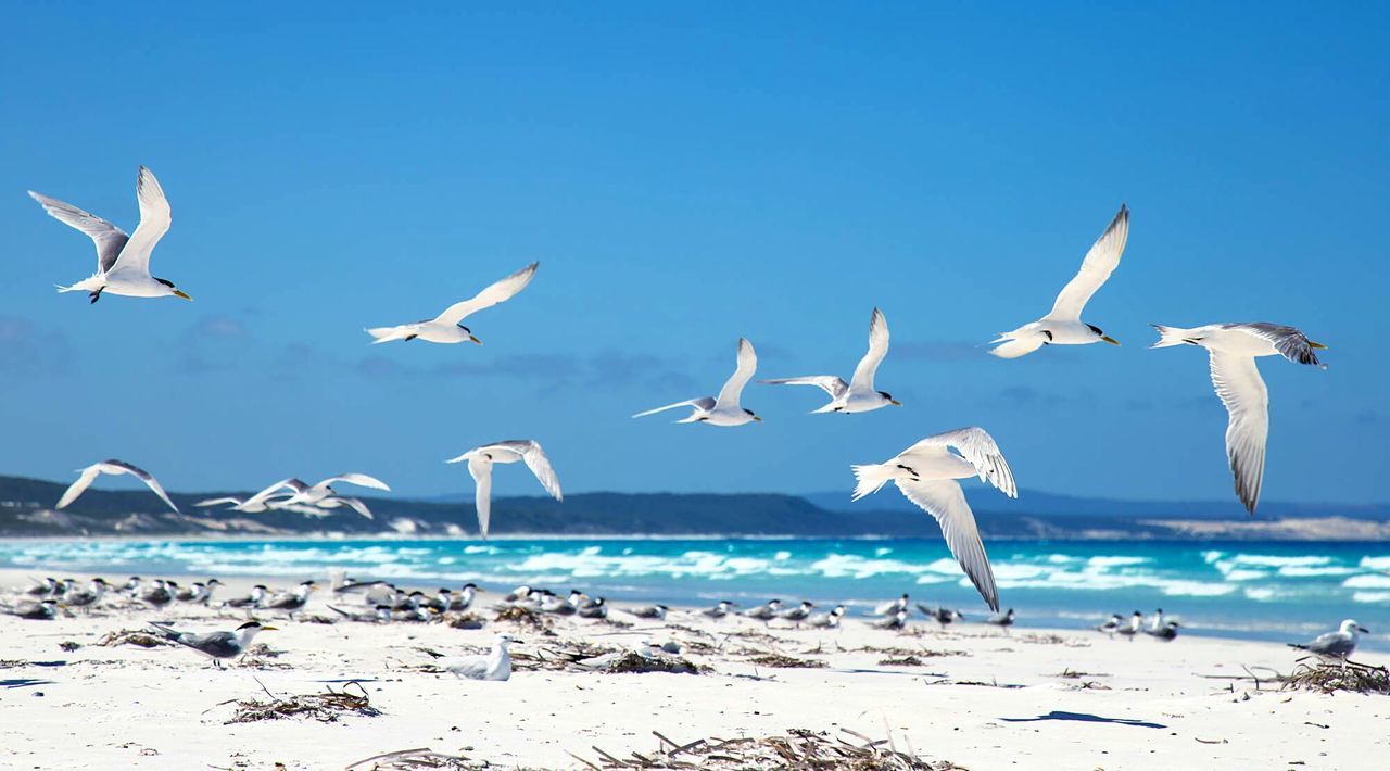 Birds flying on calm beach against blue sky