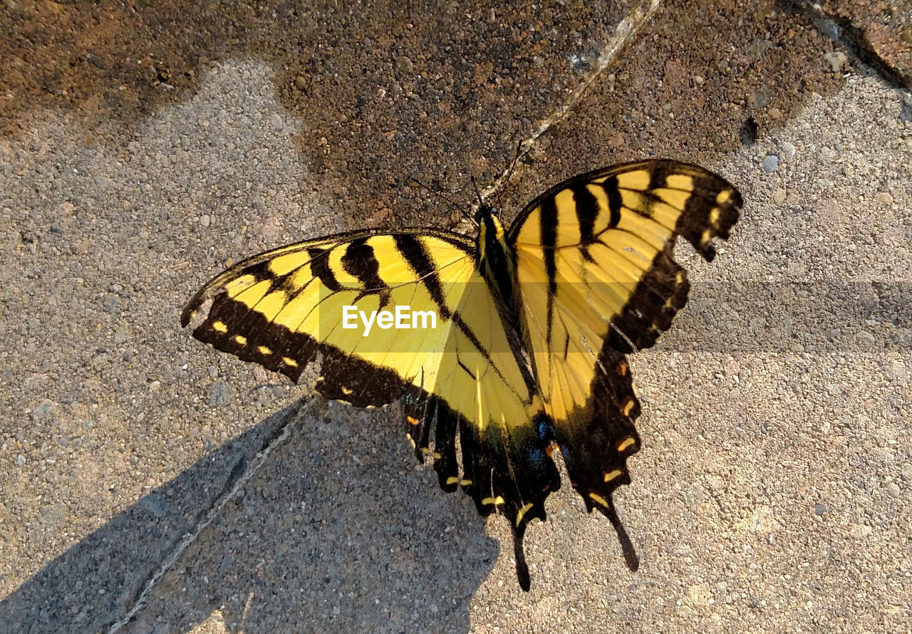 High angle view of butterfly on road