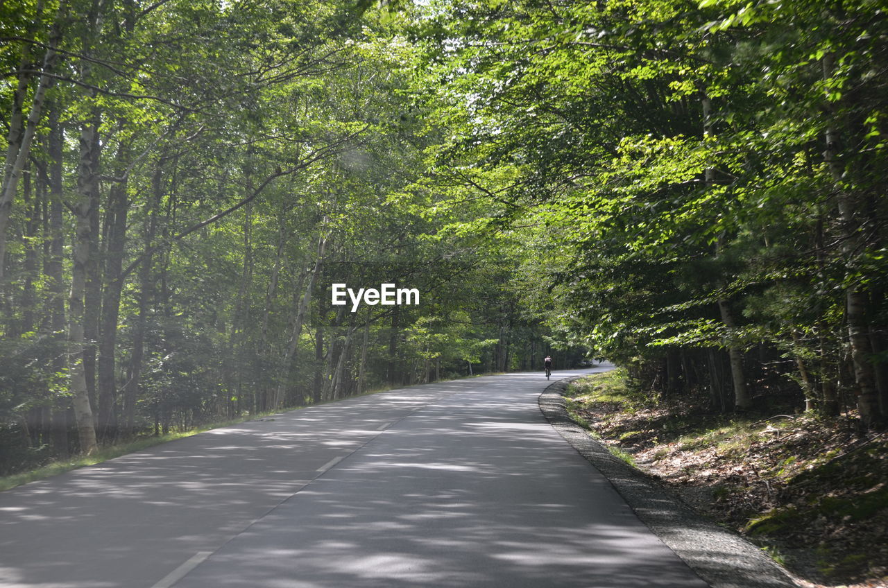 Empty road amidst trees in forest