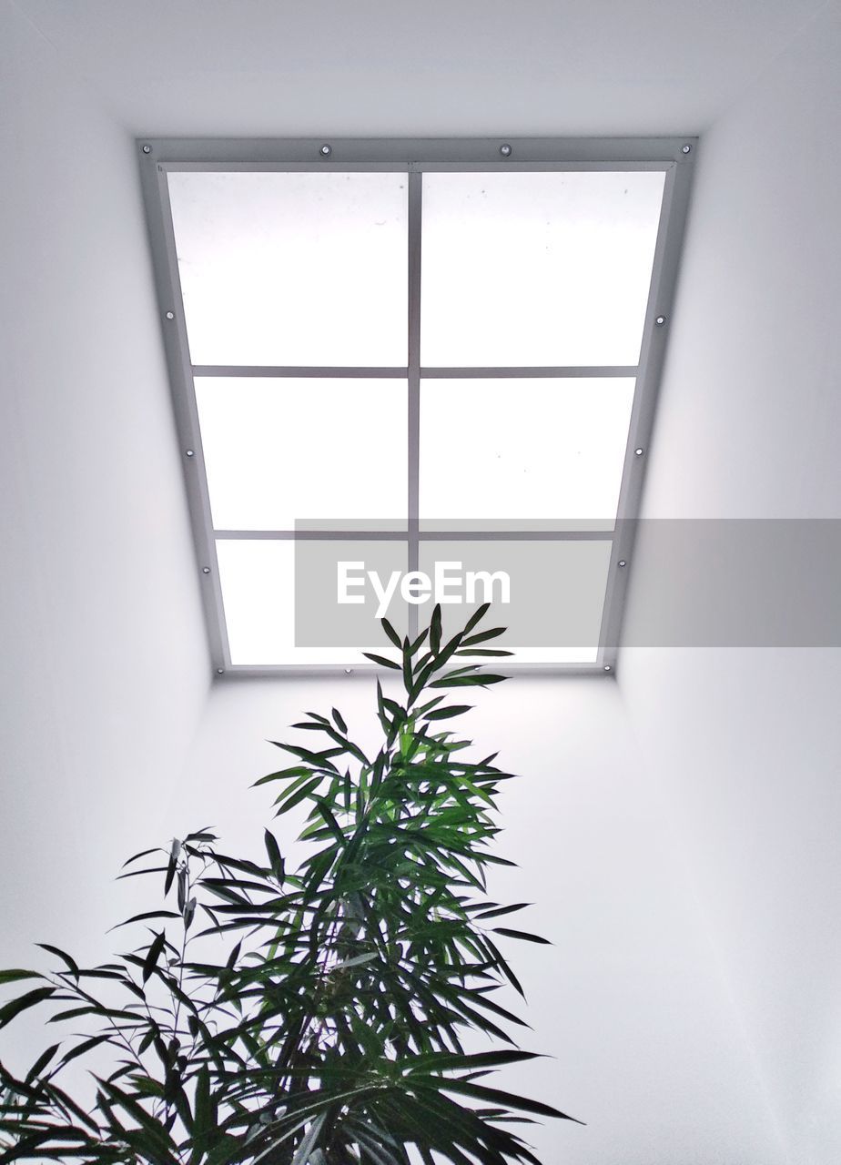 Low angle view of plant under skylight
