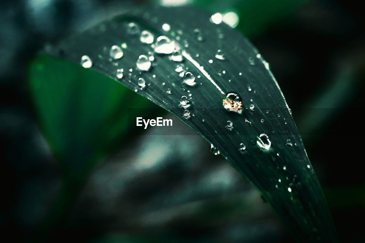 Close-up of water drops on leaf