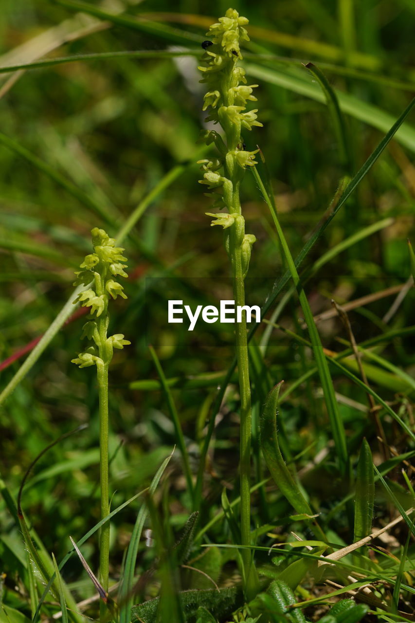 CLOSE-UP OF GRASS GROWING ON FIELD