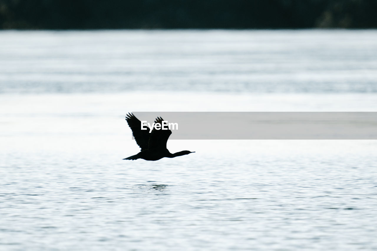 The silhouette of a cormorant swimming just above puget sound