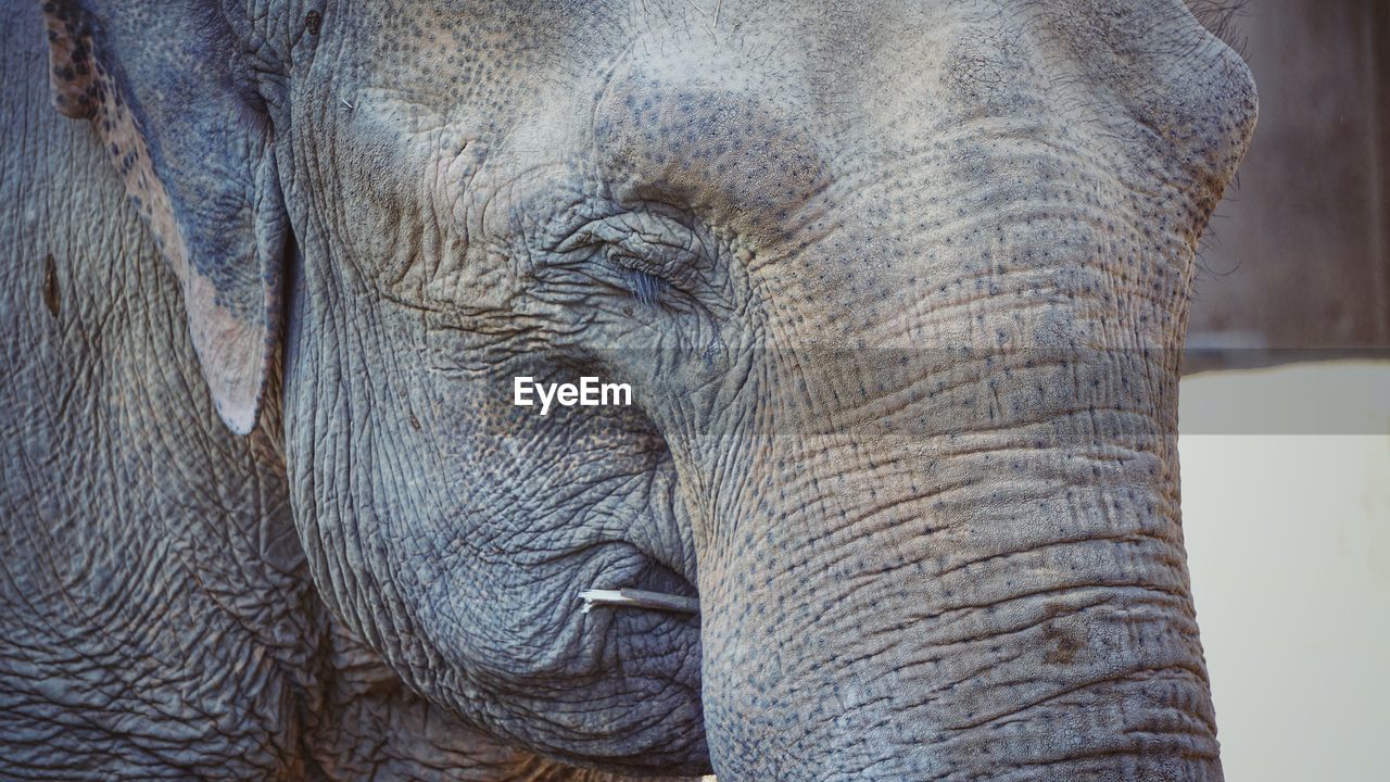 CLOSE-UP OF ELEPHANT WEARING ANIMAL