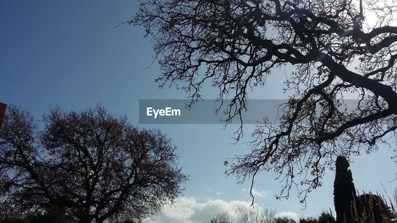 LOW ANGLE VIEW OF TREES AGAINST SKY