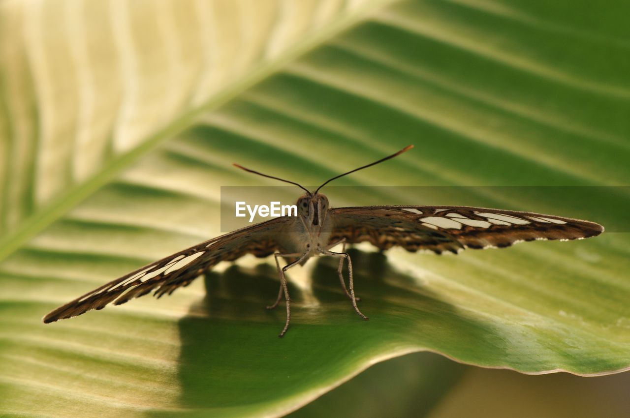 CLOSE-UP OF BUTTERFLY ON LEAF