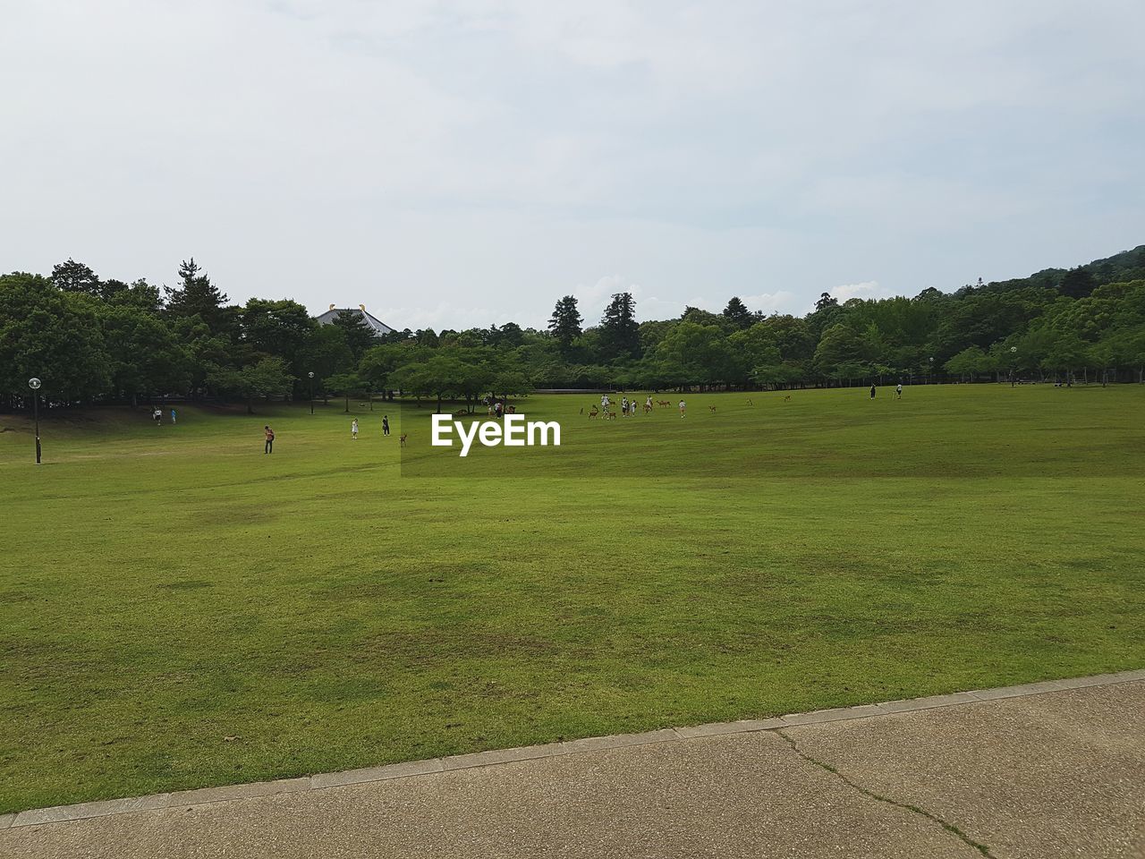 TREES ON FIELD AGAINST SKY