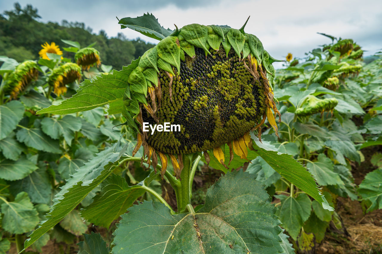 CLOSE-UP OF SUNFLOWER GROWING IN TREE