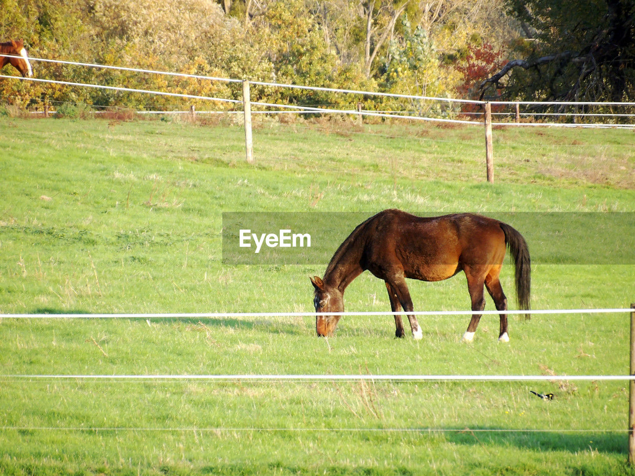 horse, mammal, animal themes, animal, pasture, domestic animals, livestock, grass, plant, field, fence, pet, mare, animal wildlife, land, green, agriculture, nature, grazing, one animal, no people, herbivorous, day, meadow, landscape, brown, paddock, stallion, tree, farm, standing, outdoors, grassland, environment, plain, ranch, growth, rural scene, prairie
