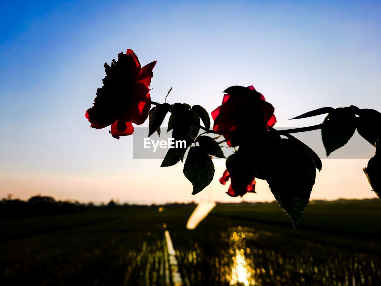 CLOSE-UP OF RED FLOWERING PLANT AGAINST SKY DURING SUNSET