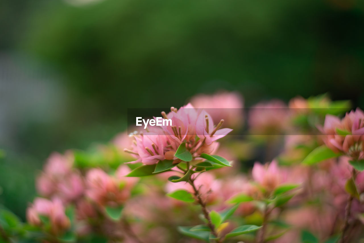 Pink bougainvillea of paper flower with small green leaves with green background in soft focus