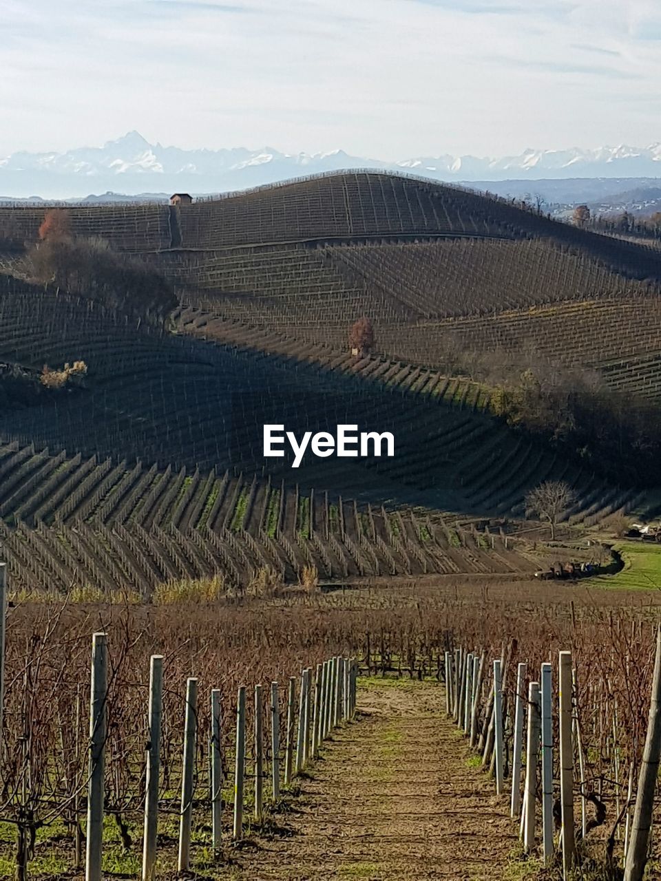 AGRICULTURAL LANDSCAPE AGAINST SKY