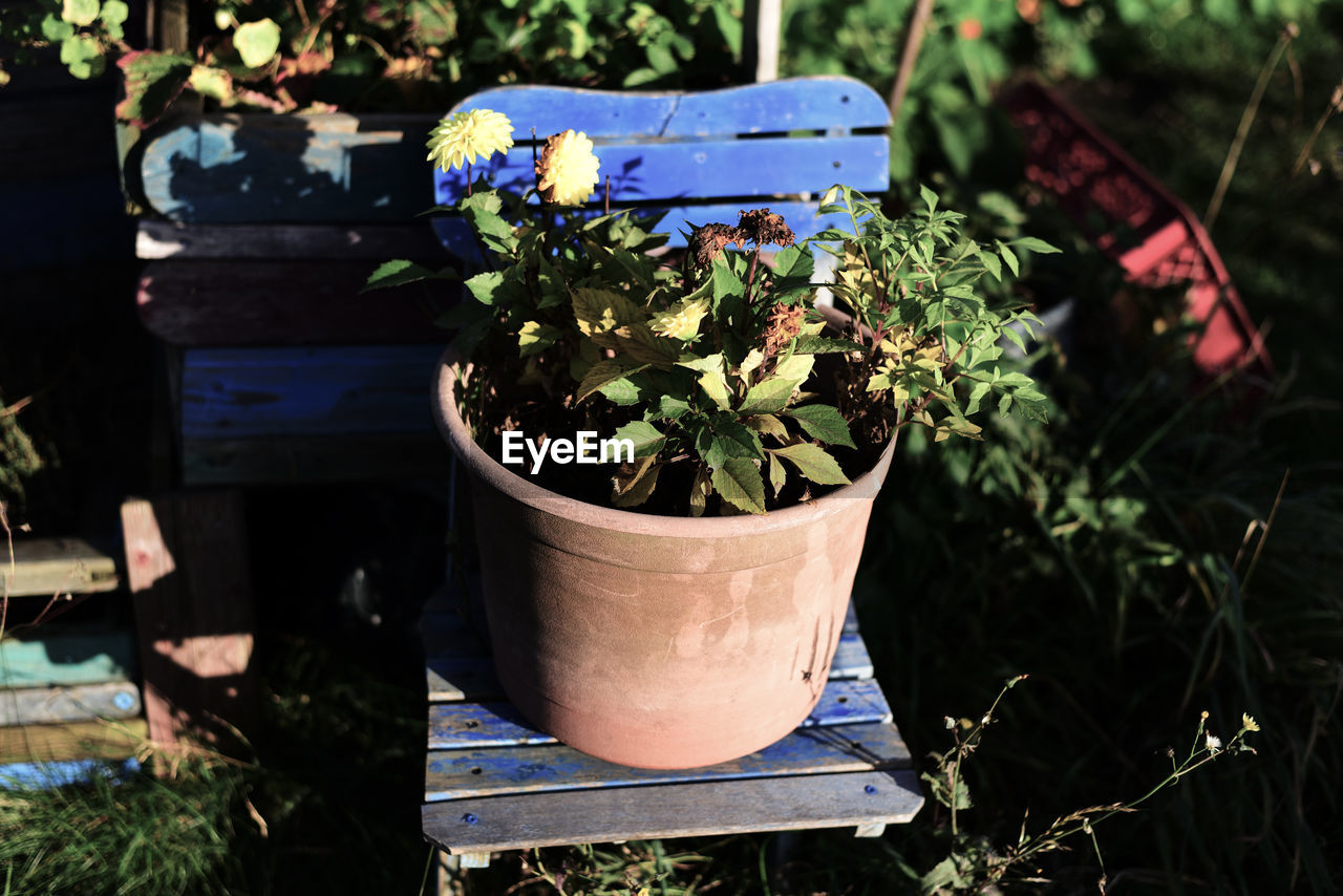 CLOSE-UP OF POTTED PLANT