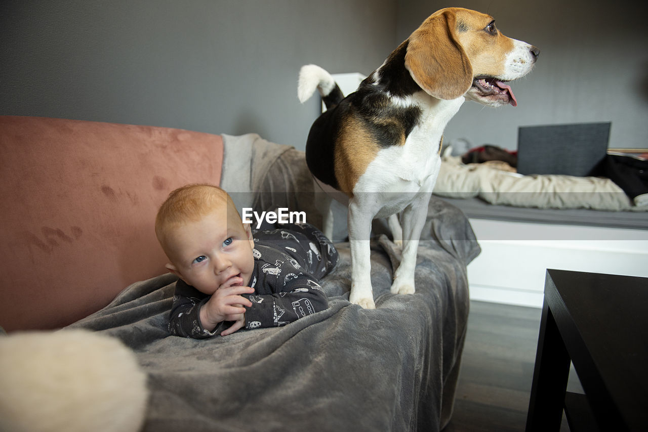 Cute newborn baby boy laying with a beagle dog on a couch. pet for newborn concept