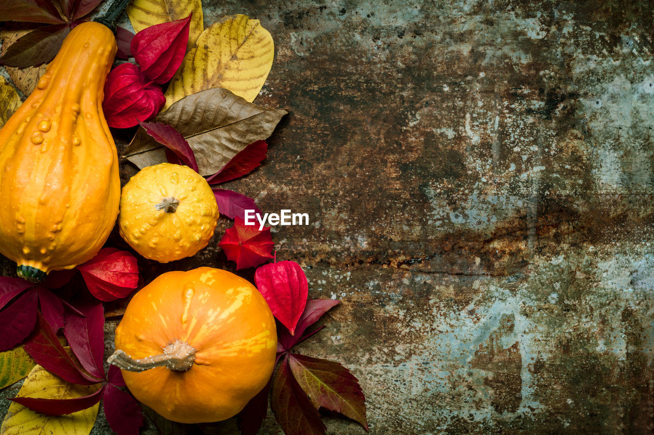 Happy thanksgiving background. selection of various pumpkins on dark metal background. 