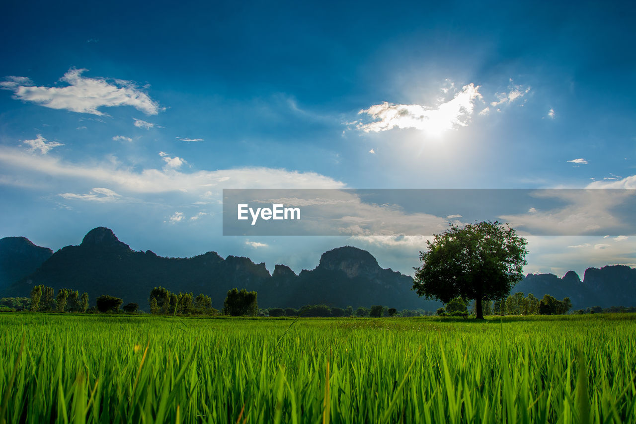 Scenic view of agricultural field against sky