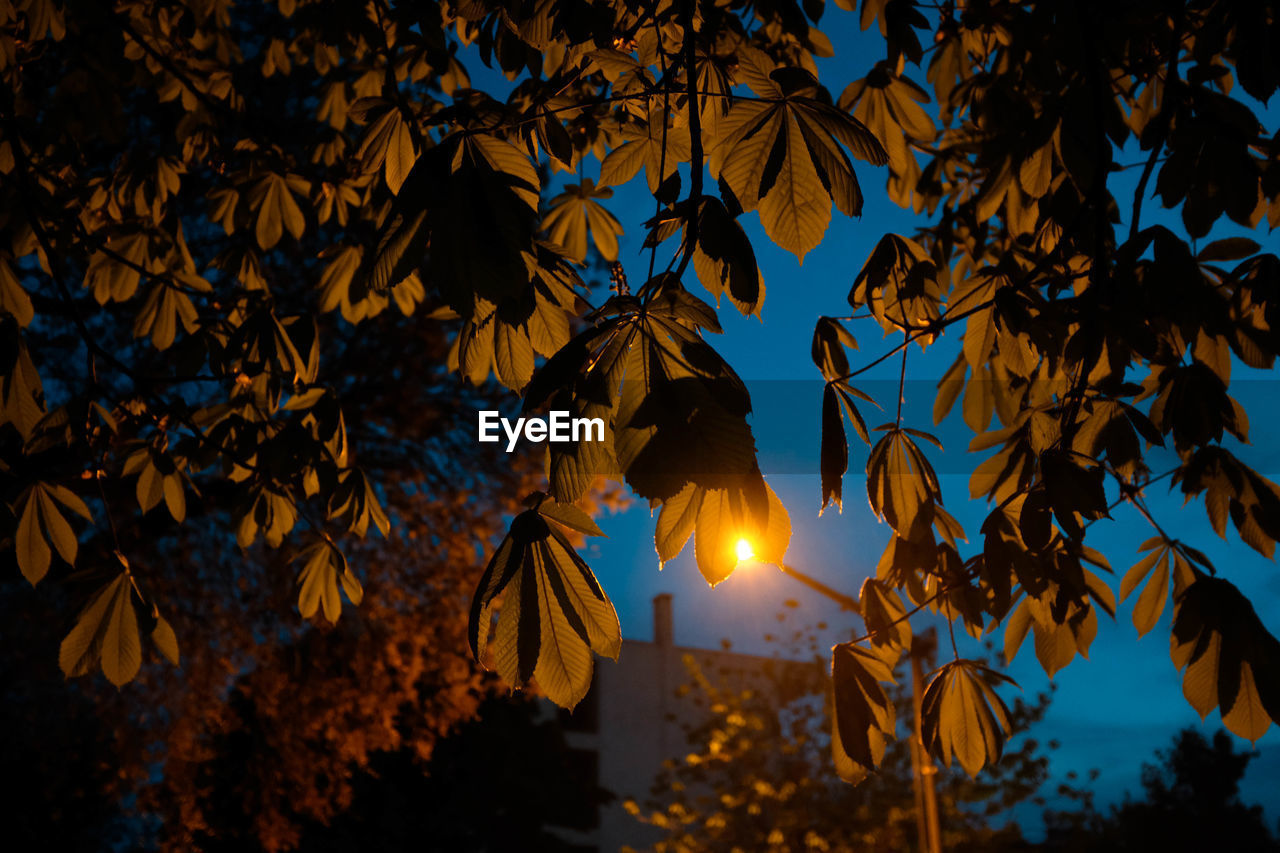 Low angle view of trees against sky during autumn