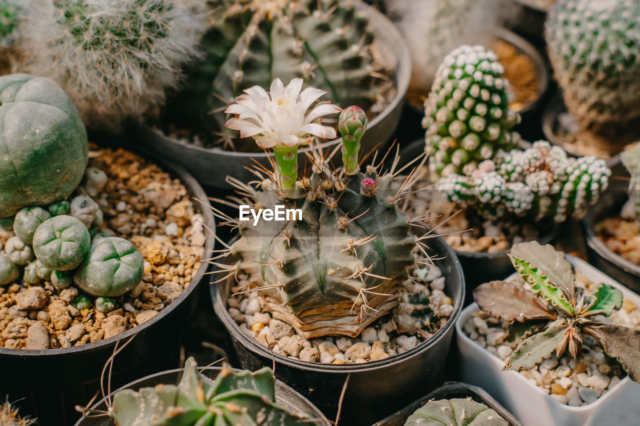 HIGH ANGLE VIEW OF SUCCULENT PLANTS IN POT